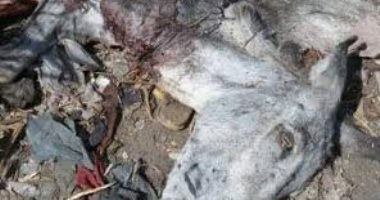 ضبط تشكيل عصابى تخصص فى ذبح "الحمير" للإتجار فى جلودها بأسيوط