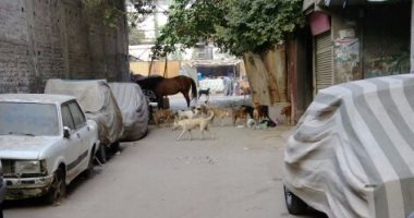 الكلاب الضالة تزعج سكان مدينة عامر فى بولاق الدكرور