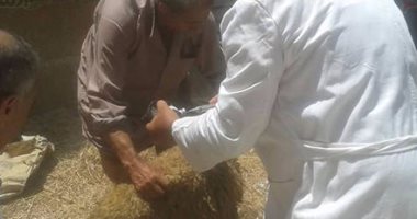 تعرف على تفاصيل الأسبوع الأول لحملة تحصين الماشية ضد الحمى القلاعية