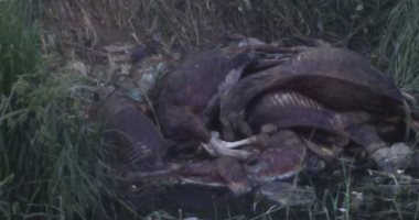 كارثة بالصور.. حمير نافقة بإحدى ترع الصرف الزراعى فى البحيرة