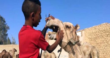 بالفيديو.. حكاية الطفل الراقص مع الجمال فى "برقاش"