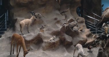  بالصور.. شاهد حيوانات منقرضة وحفريات نادرة فى متحف حديقة الحيوان بالجيزة