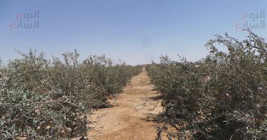 برامج إرشادية لـ 3 أنواع من الفاكهة المتساقطة لزيادة الإنتاج