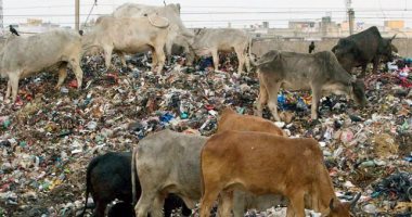أهالى الجبل الأصفر يتضررون من وجود مزرعة مواشى بالطريق