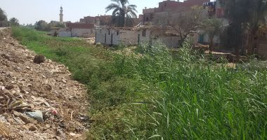 بالفيديو والصور.. ورد النيل يطمس معالم مصرف المحيط فى بنى سويف