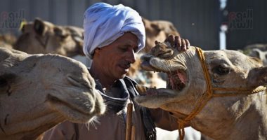 برقاش.. صبر وجمال فى سوق الجمال