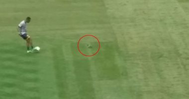بالفيديو.. أشلى كول متهم بقتل حمامة فى أمريكا