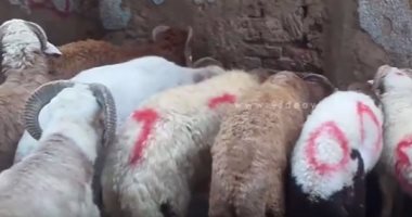 مجمع البحوث يُوضح كيفية تقسيم الأضحية بين المشتركين فيها
