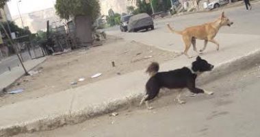 أهالى حى القطامية يستغيثون من انتشار الكلاب الضالة