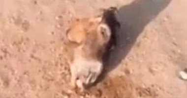 بالفيديو.. العثور على أكوام من بقايا الحمير المذبوحة بطريق السويس الصحراوى