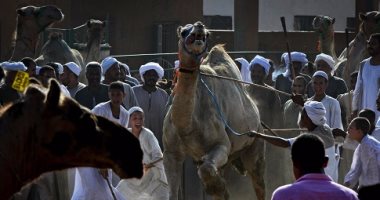 بيطرى الجيزة: ندوات إرشادية ولافتات تحث على الرفق بالحيوان بسوق برقاش 
