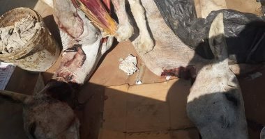  بالفيديو والصور.. ضبط مجزر لذبح الحمير بالفيوم