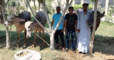 بالصور.. سقوط تشكيل عصابى لسرقة المواشى بالغربية