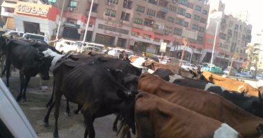 بالصور.. أزمة مرورية بشارع فيصل بسبب المواشى واختفاء ملحوظ لرجال المرور