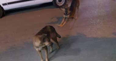 بالصور .. شكوى من انتشار الكلاب الضالة بضواحى وسط البلد
