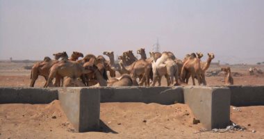 بالصور.. تعرف على "الدبوكة" بين السودان وحلايب وشلاتين.. رحلة سير الجمال من المراعى السودانية لسوق الشلاتين.. تستغرق يومين أو أكثر وتسير فى خط موازى مع الطريق الأسفلتى.. وآبار السقايا محطات الراحة لها