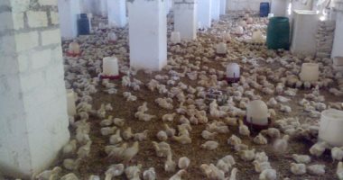 مدن صينية تعلق تجارة الدواجن الحية خوفا من إنفلونزا الطيور