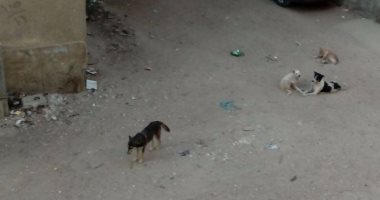 بالصور.. الكلاب الضالة تصيب أهالى مساكن الجمهورية بالسلام بالخوف والذعر