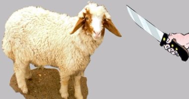 الذرة والعيش والردة.. الأكل المثالى لـ"خروف العيد" للحم شهى