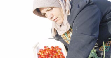 الحرب الزراعية على مصر.. حملة للإخوان ومافيا التعويضات الأمريكية تتهم "الفراولة المصرية" بنقل فيروس «A» للأمريكان.. الهدف حرمان من 4.7 مليار دولار.. والجماعة تنفق الدولارات رغم نفى "الأبحاث الأمريكى"