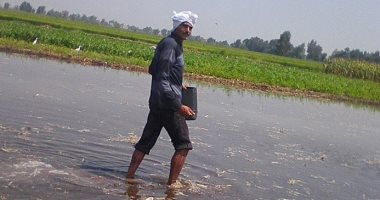 "دكرنس" الزراعية: زراعة البرسيم الفحل لتحقيق الإكتفاء الذاتى من القمح