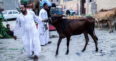 بيطرى الوادى الجديد: ظهور أولى حالتين للحمى القلاعية فى قرى الداخلة