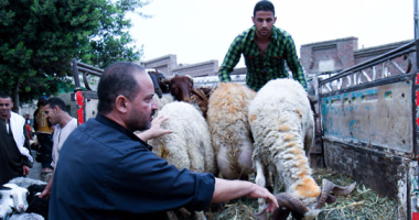 ضبط لص سرق 4 خراف وعجلين من إحدى المزارع فى قنا 