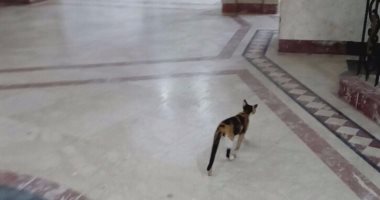 بالفيديو والصور ..قطة تتجول فى وزارة الشباب والرياضة 