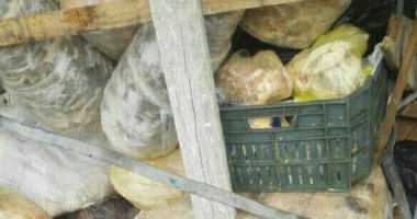ضبط أغذية منتهية الصلاحية وأدوية بشرية بدون بيانات فى حملة بالغربية 