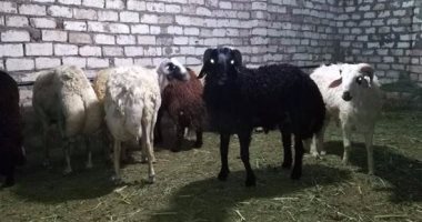 بالأنفوجراف.. "حماية المستهلك" يقدم 6 معلومات لتحديد عمر  الأضحية.. تعرف عليها