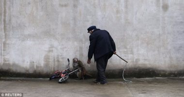  بالصور.. تعرف على معاناة حيوانات السيرك من أجل إسعاد الجماهير