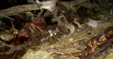 ضبط عاطلين وبحوزتهما 7 حمير أثناء سلخها بالمنوفية