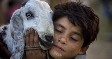 أهمها الـ"تاج" فى صور الخروف.. 5 صور هيخلوك تبعد عن الفيس بوك فى العيد