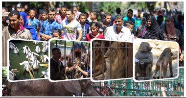 8 حدائق للحيوان تستقبل 75 ألف زائر فى أول أيام العيد رغم حرارة الطقس.. زيادة كميات المثلجات والفاكهة الباردة لحماية الحيوانات من الحر.. "آيس كريم" لعنتر وحسونة.. واللبن المثلج لـ"الحاج متولى"