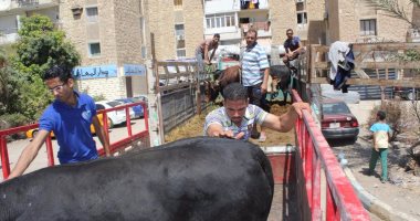توزيع 10 عجول على عدد من الجمعيات الخيرية ضمن أضاحى العيد بالإسماعيلية