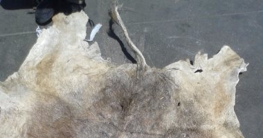 الجمارك تحبط تهريب جلود 3 الاف حمار الى الصين فى شحنة أعشاب نباتية 