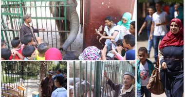 إقبال كبير على حدائق الحيوان بأول أيام العيد.. عروض شيقة للدببة هانى وعنتر وحسونة والقردين نادر ووحيد والزرافة سونسون وكلب البحر اللمبى تخطف الأضواء بحديقة الجيزة.. و72من الأسود وسيد قشطة تنتظر الزوار