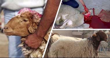 فتوى اليوم.. حكم تحمل المضحى لنفقات ذبح الأضحية ونقلها وتوزيعها