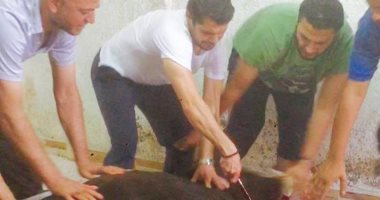بالصور.. "الصقر" يذبح "عجلا" فى مغاغة.. ويعلق: العيد أحلى فى البلد 