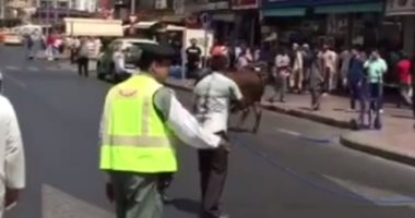 قارئ يشارك بفيديو هروب عجل فى شوارع مدينة دبى
