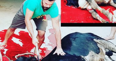 عمرو زكى يذبح عجلا بساطور وينشر الصورة على انستجرام 