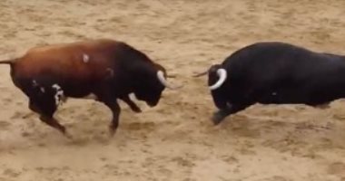 بالفيديو.. مصرع ثورين بعد ثوانٍ من تناطحهما داخل حلبة مصارعة بإسبانيا