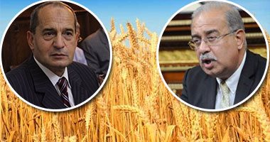 الحكومة تصحح قرار وزير الزراعة وتؤكد: لن نسمح بدخول أقماح تتعدى نسبة "الإرجوت" المقررة بالمواصفات القياسية المصرية والدولية.. والتعاقد مع شركة عالمية متخصصة لفحص واستلام القمح المستورد
