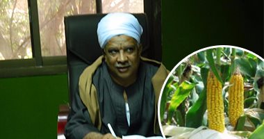أزمة تسويق المحاصيل الصيفية تطارد وزارة الزراعة.. 4 ملايين فدان ذرة وأرز تبحث عن "مشترى" بعد حصادها.. جمعيات الإصلاح الزراعى تدرس شراء إردب الذرة بـ 300 جنيه.. وتتهم "التموين" بفتح المجال لمافيا الأرز