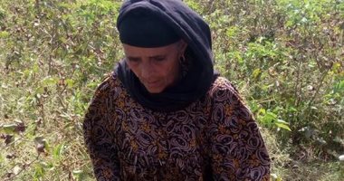 بالفيديو.. مزارعات الشرقية يطلقن الزغاريد لحظة جنى القطن بحضور "القومى للمرأة"