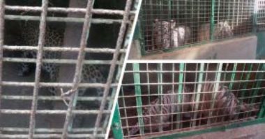 إحالة صاحب "مزرعة العياط" لمحكمة الجنح لاتهامه بقتل طفلة خطئا بواسطة نمر هارب