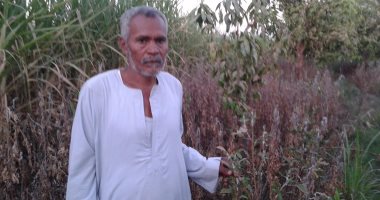 بالفيديو والصور..مرض يضرب "الكركديه" بأسوان..والفلاحون يصرخون لتلف المحصول