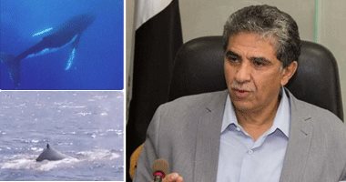 بعد رصده لأول مرة منذ 5 سنوات بمصر.. وزير البيئة: حوت مرسى علم مسالم ولا يمثل خطرا.. خالد فهمى: نوعه أنثى والوزارة شكلت لجنة لحراسته.. وظهوره يؤكد نظافة مياه البحر الأحمر
