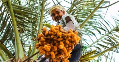 "يا بلح زغلول".. "المرازيق" تجنى ثمار النخيل
