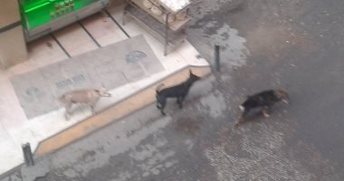 شكوى من الكلاب الضالة بشارع عثمان بن عفان فى مصر الجديدة